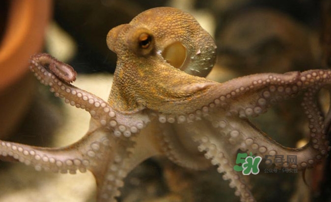 章魚會咬人嗎？章魚會吃人嗎