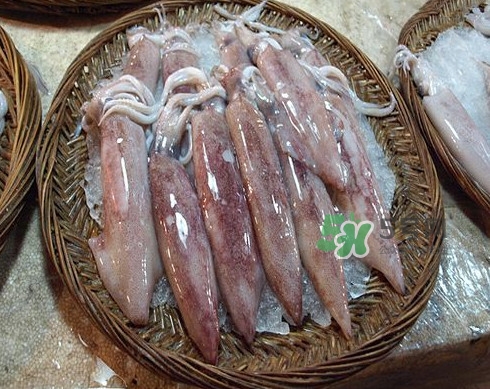 新鮮魷魚怎么處理？魷魚怎么清洗？