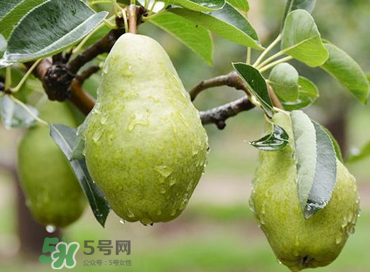香蕉梨怎么熟的快？香蕉梨怎么變軟？