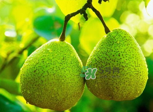 萊陽(yáng)梨什么時(shí)候成熟？萊陽(yáng)梨多少錢一斤？