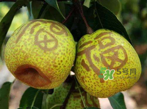 萊陽(yáng)梨什么時(shí)候成熟？萊陽(yáng)梨多少錢一斤？