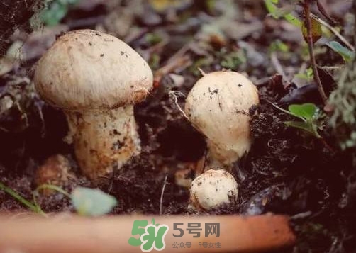 產婦能吃松茸嗎？哺乳期可以吃松茸嗎