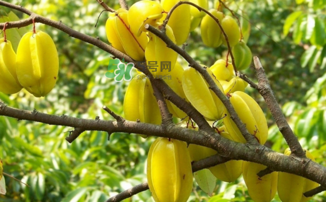 楊桃是什么季節(jié)的水果？楊桃怎么吃營(yíng)養(yǎng)價(jià)值最高？