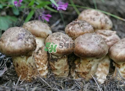 產婦能吃松茸嗎？哺乳期可以吃松茸嗎