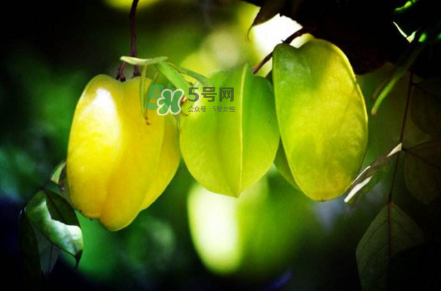 楊桃是什么季節(jié)的水果？楊桃怎么吃營(yíng)養(yǎng)價(jià)值最高？