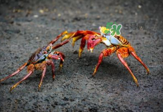 紅印蟹怎么回事？紅印蟹有什么不同？