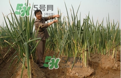大蔥什么時(shí)候種植？大蔥什么時(shí)候上市