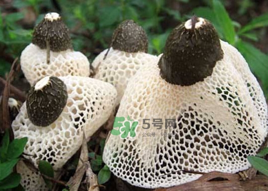 竹蓀是發物嗎？竹蓀是涼性的嗎