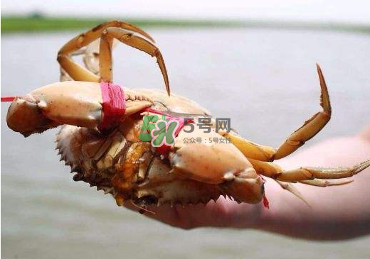黃油蟹什么季節吃最好？黃油蟹產地