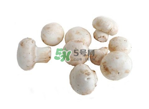 口蘑是什么蘑菇？口蘑長什么樣子？