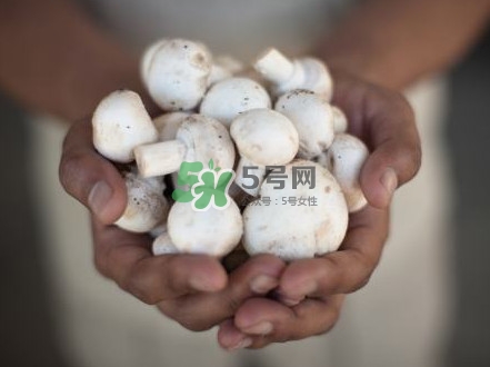 口蘑是發物嗎？口蘑是白蘑菇嗎