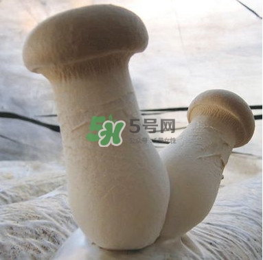 杏鮑菇是發物嗎？杏鮑菇怎么切好看