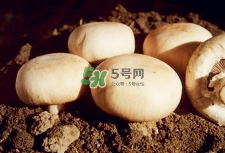 口蘑是發物嗎？口蘑是白蘑菇嗎