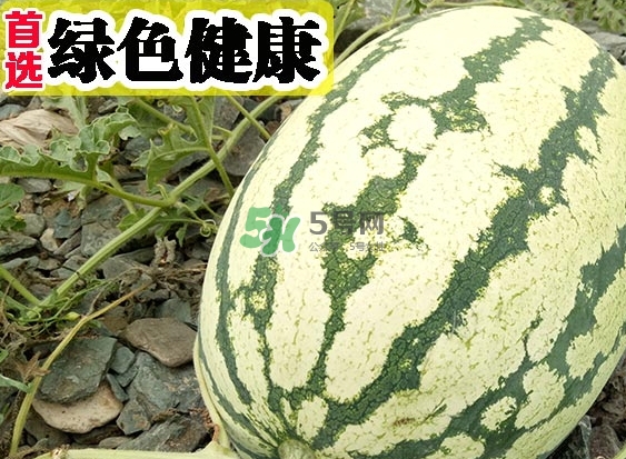 石頭瓜什么時候上市？石頭瓜多少錢一斤？