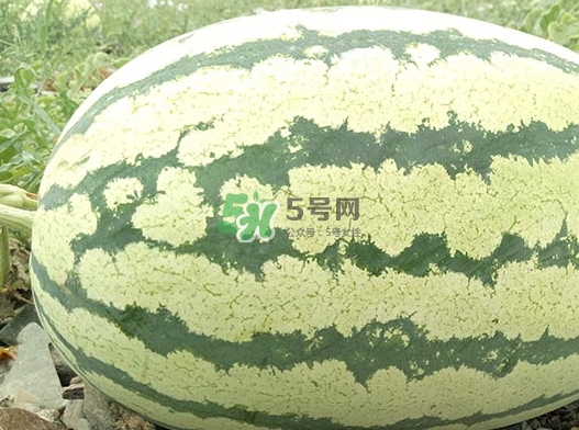 石頭瓜什么時候上市？石頭瓜多少錢一斤？