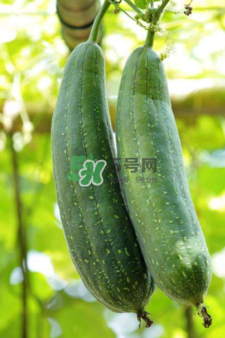 秋天吃絲瓜掉頭發嗎？秋天吃絲瓜愛掉頭發是真的嗎？