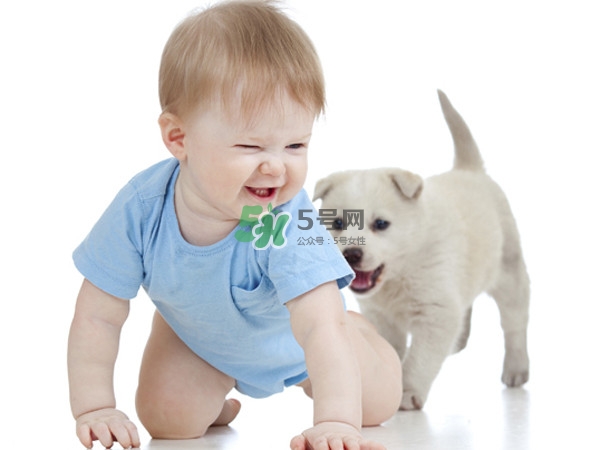 孕婦能養狗嗎？孕婦養狗注意事項
