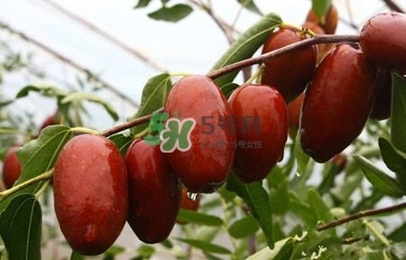 秋季吃什么水果最好？秋季常吃什么水果比較好？