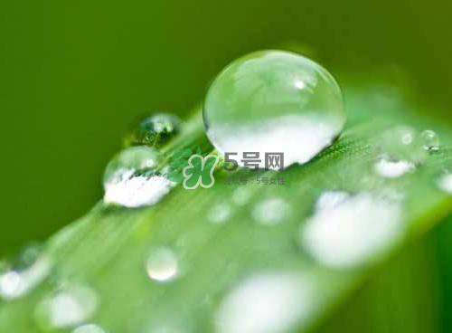 白露可以種什么菜？白露過后能種植什么蔬菜？