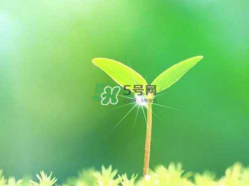 白露可以種什么菜？白露過后能種植什么蔬菜？