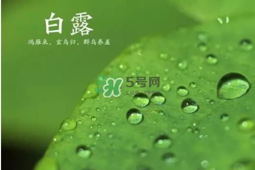 白露可以種什么菜？白露過后能種植什么蔬菜？