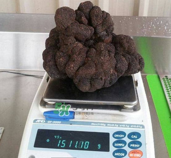 世界最大的松露是在哪個國家發現的？松露怎么吃