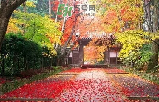 白露是寒露嗎？白露和寒露的區別