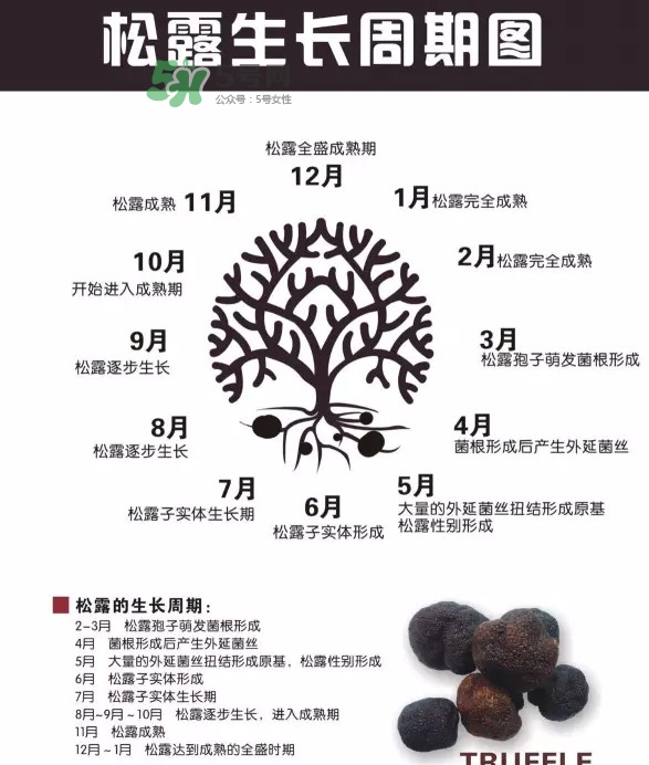 松露是什么樣子的？松露是怎么形成的