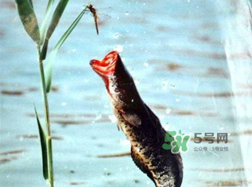 九月份可以釣黑魚嗎？9月份可以釣黑魚嗎？