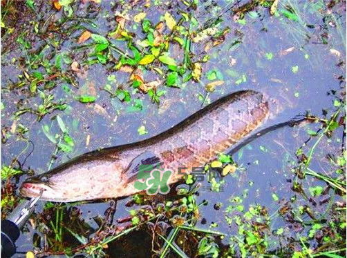 九月份可以釣黑魚嗎？9月份可以釣黑魚嗎？