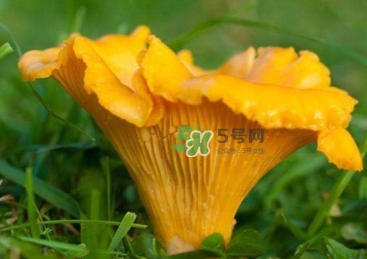雞油菌是寒性的嗎？雞油菌是發物嗎