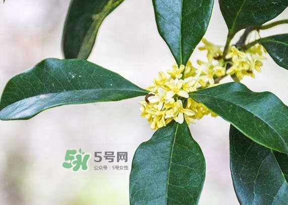 桂花樹種在院子哪里好？桂花樹種在家門口好嗎