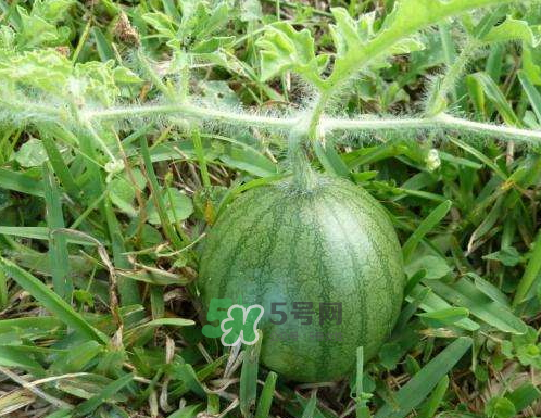 9月份可以種西瓜嗎？九月份種西瓜會結果嗎？