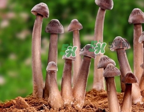雞樅菌多少錢(qián)一斤？干雞樅菌多少錢(qián)一斤
