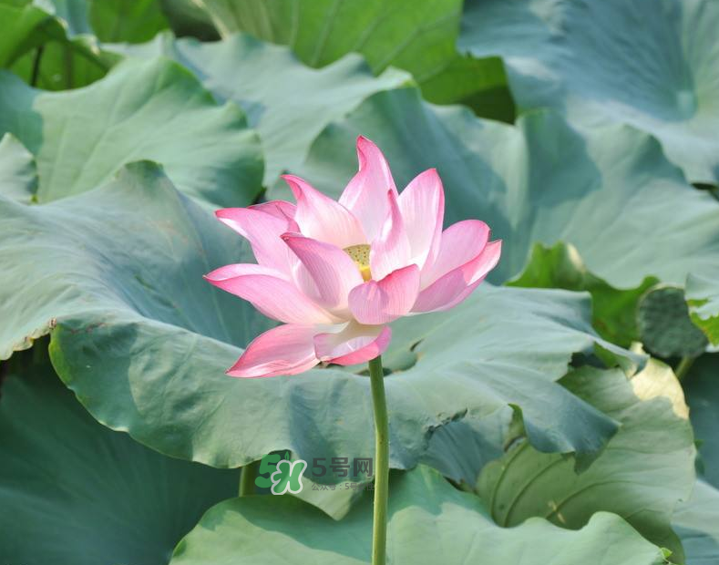 荷花桿可以吃嗎？荷花桿怎么吃？