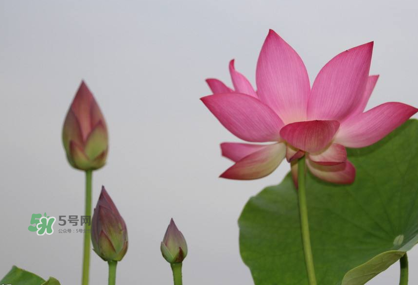 荷花桿可以吃嗎？荷花桿怎么吃？