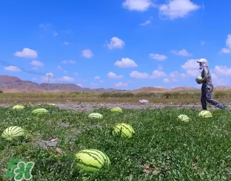 石頭瓜的營養價值 石頭瓜的功效作用