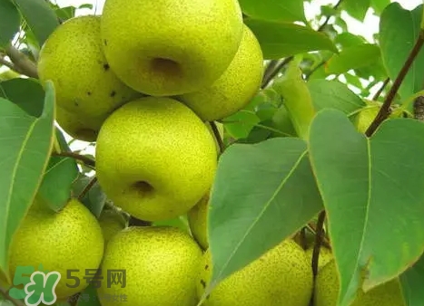 綠寶石梨多少錢一斤？綠寶石梨價(jià)格表