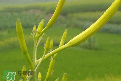 黃花菜是植物的什么部分？黃花菜要去芯嗎？
