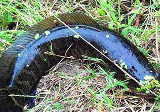 九月份可以釣黑魚(yú)嗎？9月份可以釣黑魚(yú)嗎？