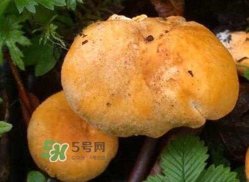 雞油菌是寒性的嗎？雞油菌是發物嗎