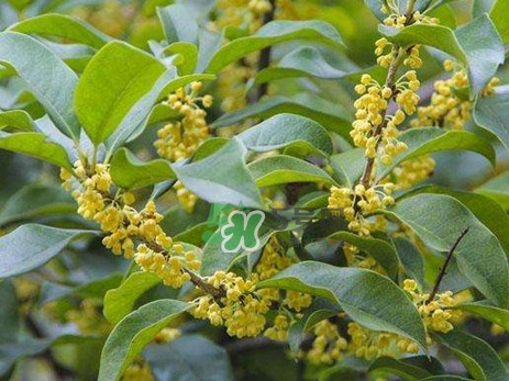 桂花樹種在院子哪里好？桂花樹種在家門口好嗎