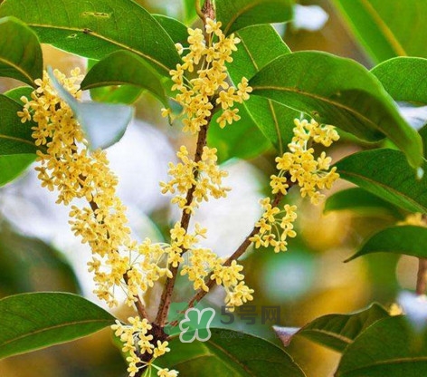 桂花樹種在院子哪里好？桂花樹種在家門口好嗎