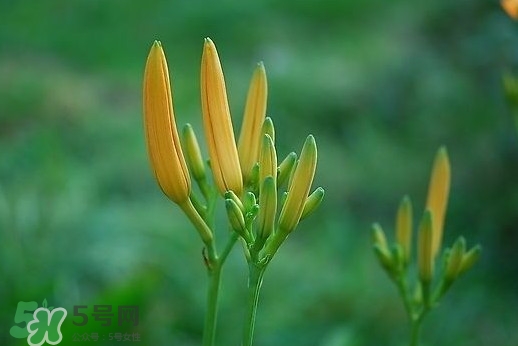 黃花菜什么時候種植？黃花菜什么時候采摘好