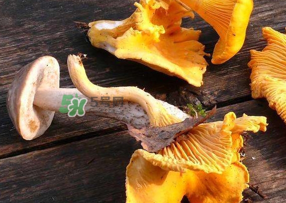 雞油菌是寒性的嗎？雞油菌是發物嗎
