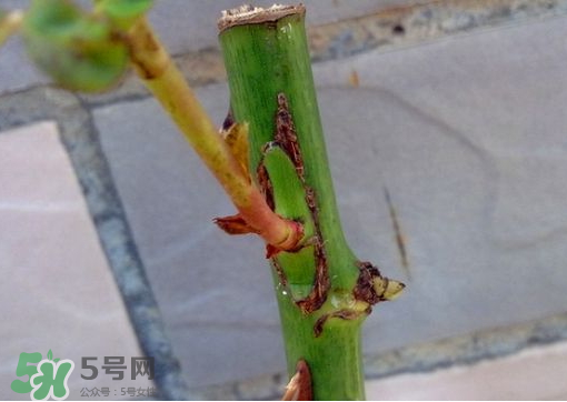 九月份能嫁接樹(shù)嗎？九月份怎么嫁接樹(shù)？