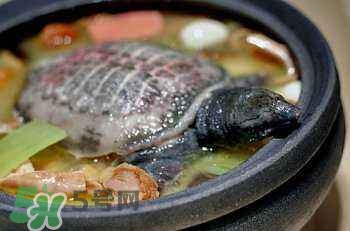 產婦能吃甲魚嗎？產婦能吃甲魚湯嗎？