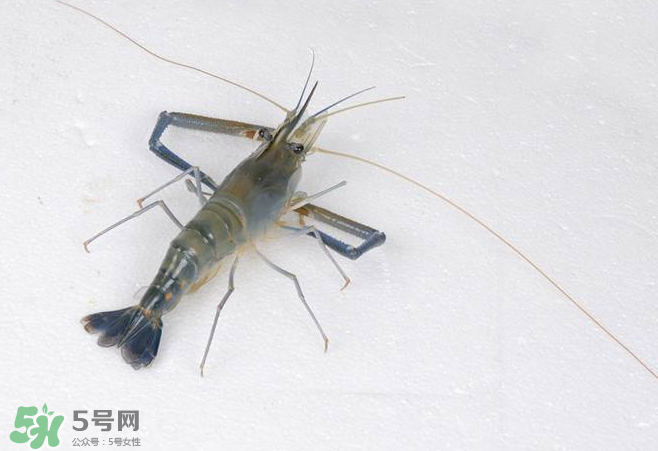 河蝦是酸性還是堿性？河蝦是涼性還是熱性？