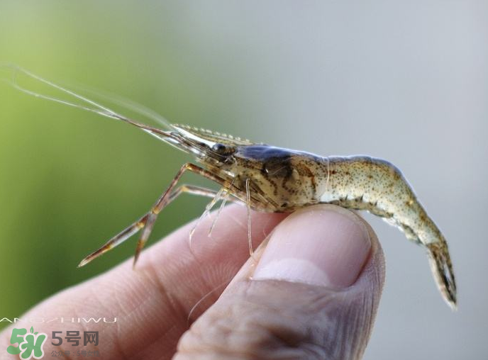 河蝦可以養殖嗎？河蝦怎么養才不會死？