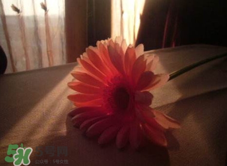 塑料花友誼是什么意思？塑料花友誼怎么來的
